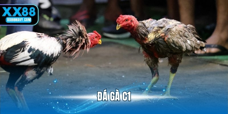 đá gà c1