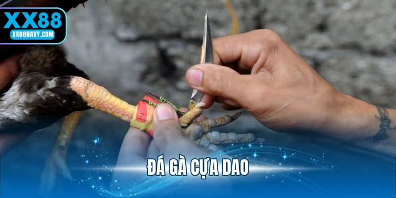 đá gà cựa dao