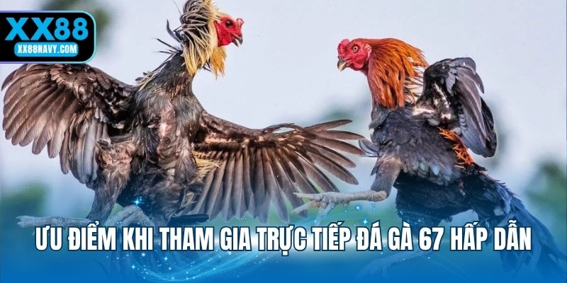 Ưu điểm khi tham gia trực tiếp đá gà 67 hấp dẫn